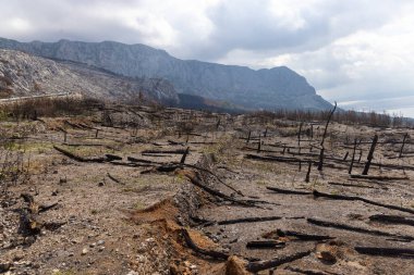 Hırvatistan 'ın Biokovo NP kentinde çıkan büyük yangın sonrasında yanan çam ormanı