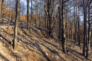 Hırvatistan 'ın Biokovo NP kentinde çıkan büyük yangın sonrasında yanan çam ormanı