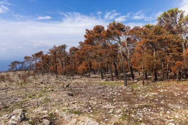 Hırvatistan 'ın Biokovo NP kentinde çıkan büyük yangın sonrasında yanan çam ormanı
