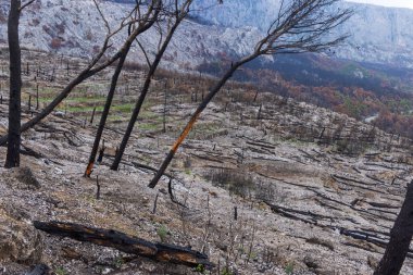 Hırvatistan 'ın Biokovo NP kentinde çıkan büyük yangın sonrasında yanan çam ormanı