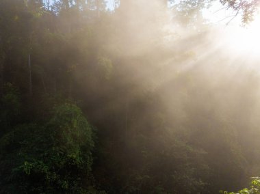 Mae Hong Son Şehri yakınlarındaki Tayland ormanında gün doğumu.