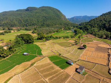 Mae Hong Son, Tayland çevresindeki pirinç tarlalarının havadan görünüşü