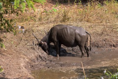 Tayland su bufalosu, Kho Ku So Bambu Köprüsü yakınlarında, Kuzey Tayland 'da, Pai yakınlarında.