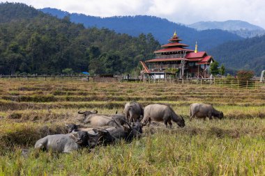 Tayland su bufalosu, Kho Ku So Bambu Köprüsü yakınlarında, Kuzey Tayland 'da, Pai yakınlarında.