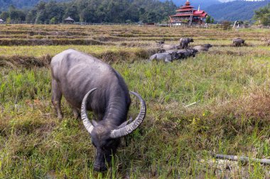Tayland su bufalosu, Kho Ku So Bambu Köprüsü yakınlarında, Kuzey Tayland 'da, Pai yakınlarında.
