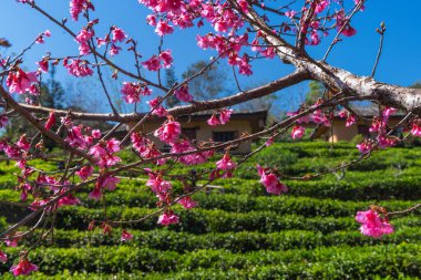 Çin 'in Ban Rak Thai köyünde kiraz çiçekleri açıyor. Tayland' da çay tarlasında geleneksel evler var.