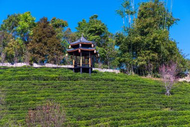 Tayland 'da çay tarlasında geleneksel evleri olan Çin köyü Ban Rak Thai