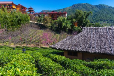 Tayland 'da çay tarlasında geleneksel evleri olan Çin köyü Ban Rak Thai