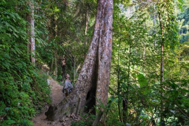 Genç bir kadın Tayland ormanında yürüyor.