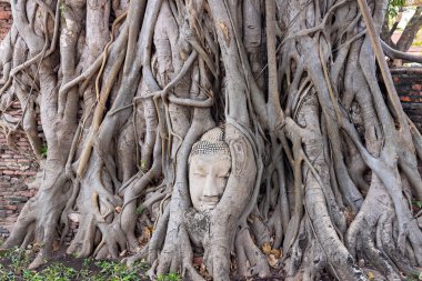 Buda 'nın başı ağaç köklerinde, Ayutthaya, Tayland
