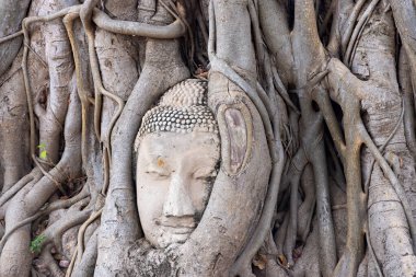 Buda 'nın başı ağaç köklerinde, Ayutthaya, Tayland