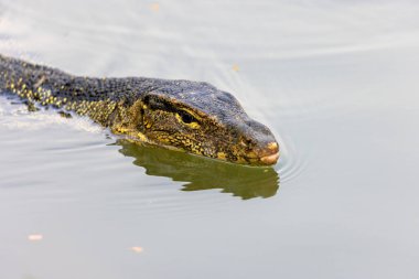 Bangkok, Lumpini Park 'taki su monitörü.