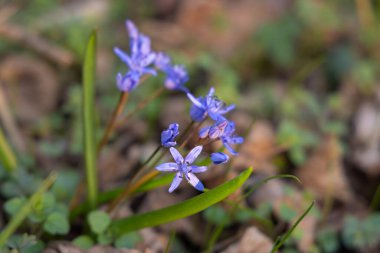 Scilla bifolia, alp balığı ya da iki yapraklı Squill.