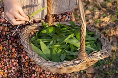 Genç bir kadın dokuma sepetinde ayı sarımsağı topluyor..