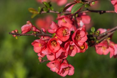 Japon çiçekli yaban elması (Malus floribunda)