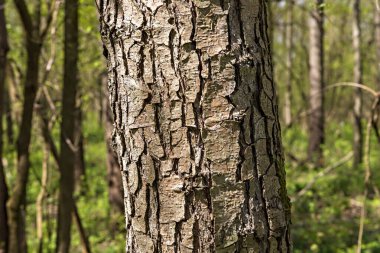 Ormandaki alnus glutinosa (alnus glutinosa) ağacı