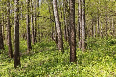 Ormandaki alnus glutinosa (alnus glutinosa) ağacı