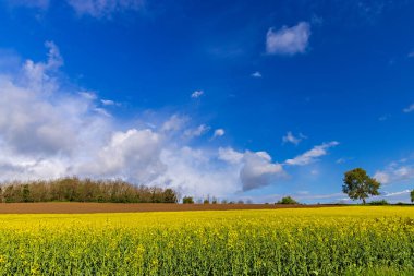 Hırvatistan 'ın Arkaplanda Ağaçlarla Bulutlu Gök Altında Açan Tecavüz Tohumu Alanı