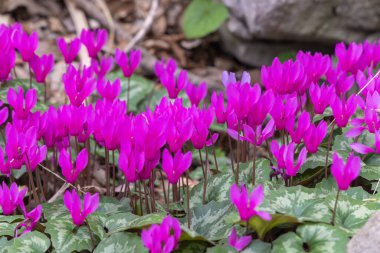 Hırvatistan 'ın Rocky Forest Habitat Paklenica kentinde büyüyen siklamen purpurpurascens (Mor Siklamen)
