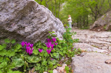 Hırvatistan 'ın Rocky Forest Habitat Paklenica kentinde büyüyen siklamen purpurpurascens (Mor Siklamen)