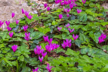Hırvatistan 'ın Rocky Forest Habitat Paklenica kentinde büyüyen siklamen purpurpurascens (Mor Siklamen)