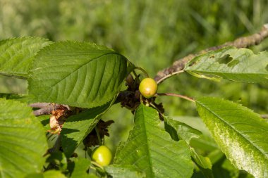 Prunus avium 'un ham meyveleri (yabani kiraz, tatlı kiraz, gean)