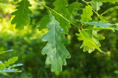 Quercus Petraea 'nın yaprağı, oturum meşesi 