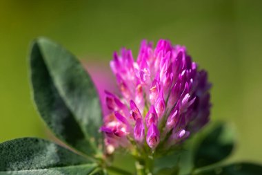 Trifolium pratense çiçeği, kırmızı yonca