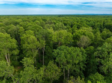Hırvatistan 'ın Crni Jarki kentindeki Dar Yapraklı Kül ve Ortak Yulaf Ormanının Hava Görünümü