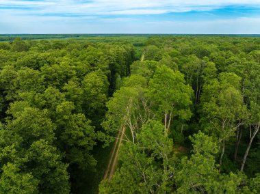 Hırvatistan 'ın Crni Jarki kentindeki Dar Yapraklı Kül ve Ortak Yulaf Ormanının Hava Görünümü