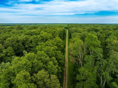 Hırvatistan 'ın Crni Jarki kentindeki Dar Yapraklı Kül ve Ortak Yulaf Ormanının Hava Görünümü