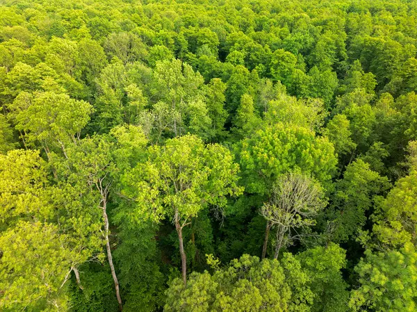 Hırvatistan 'ın Crni Jarki kentindeki Dar Yapraklı Kül ve Ortak Yulaf Ormanının Hava Görünümü