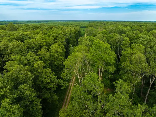 Hırvatistan 'ın Crni Jarki kentindeki Dar Yapraklı Kül ve Ortak Yulaf Ormanının Hava Görünümü