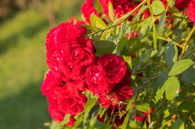 Bahçedeki Kırmızı Güller Çiçek Açtı