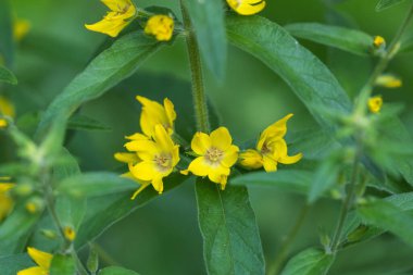 Lysimachia punctata çiçeklerinin (noktalı gevşeklik) yakın plan görüntüsü