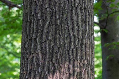 Quercus Petraea 'nın kabuğu, genellikle oturum meşesi olarak bilinir.