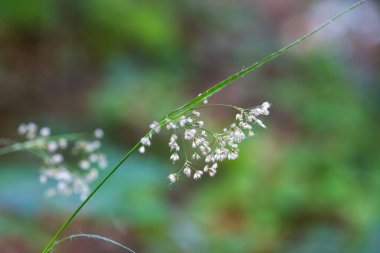 Luzula Sylvatica, kayın ormanlarında daha büyük ahşap acele ya da büyük ahşap acele olarak bilinir.