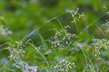 Luzula Sylvatica, kayın ormanlarında daha büyük ahşap acele ya da büyük ahşap acele olarak bilinir.
