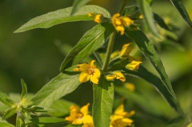 Lysimachia punctata çiçeklerinin (noktalı gevşeklik) yakın plan görüntüsü