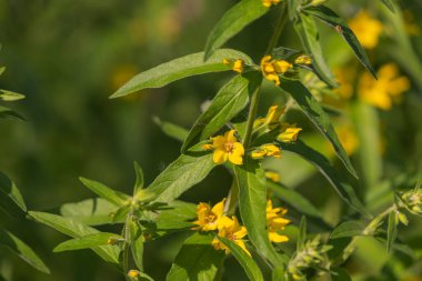 Lysimachia punctata çiçeklerinin (noktalı gevşeklik) yakın plan görüntüsü