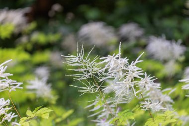 Keçi sakalı olarak bilinen Aruncus dioicus orman kenarında çiçek açar.