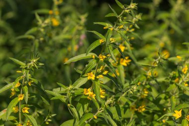 Lysimachia punctata çiçeklerinin (noktalı gevşeklik) yakın plan görüntüsü