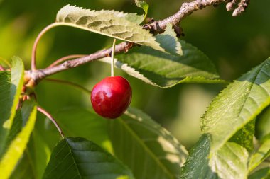 Kiraz ağacının dalında olgun kiraz meyvesi