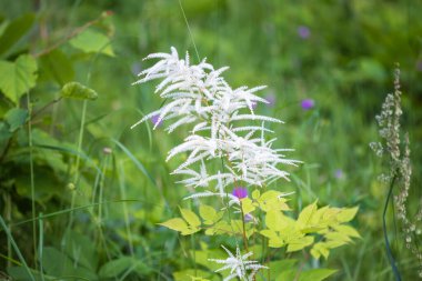 Luzula Sylvatica, kayın ormanlarında daha büyük ahşap acele ya da büyük ahşap acele olarak bilinir.
