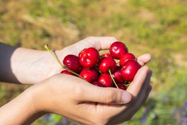 Taze toplanmış kirazlar Açık havada tutulur