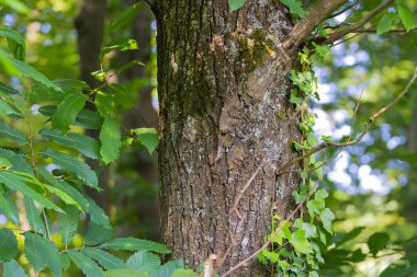 Ormanda tatlı kestane ağacı (Castanea sativa)
