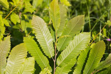 Tatlı Kestane Ağacı Yaprağı (Castanea sativa)