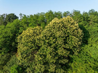 Bloom 'daki Tatlı Kestane Ağacı' nın havadan görünüşü (Castanea sativa)