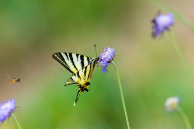 Kırlangıç Kelebeği Kırlangıçgiller Tarlasında (Knautia arvensis) Vahşi Çayır Karşılaşması
