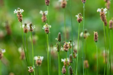 Ribwort Bitkisi (Bitki Lanceolata) Çiçek açan yabani otlar